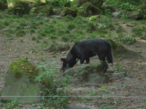 09.08.30.GEROLSTEIN:NATUURPARK NOG EENS SNUFFELEN