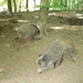 09.08.30.GEROLSTEIN:NATUURPARK WILDE VARKENS