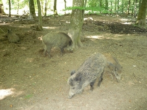 09.08.30.GEROLSTEIN:NATUURPARK WILDE VARKENS