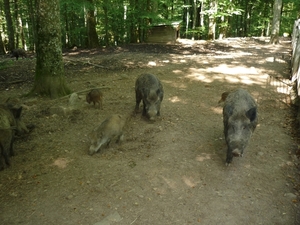 09.08.30.GEROLSTEIN:NATUURPARK LIEVE BEESTJES