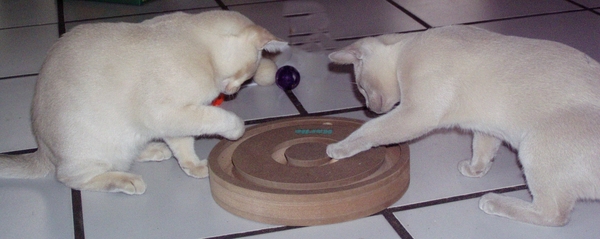 Hun nieuwe speelgoedje