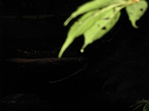 Nocturne Japanse tuin 003