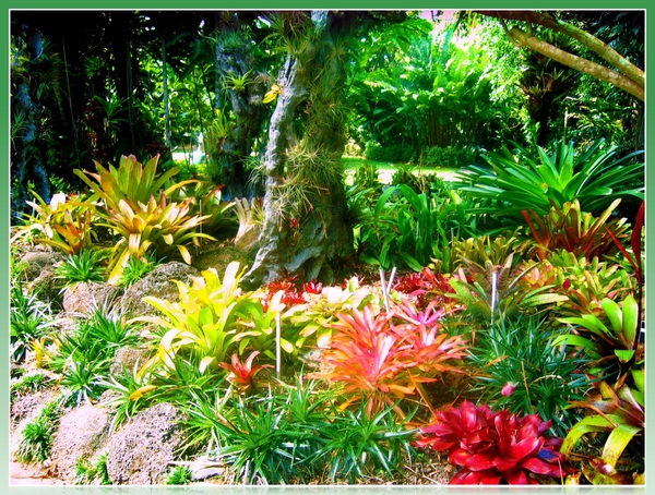 Bromeliad tuin