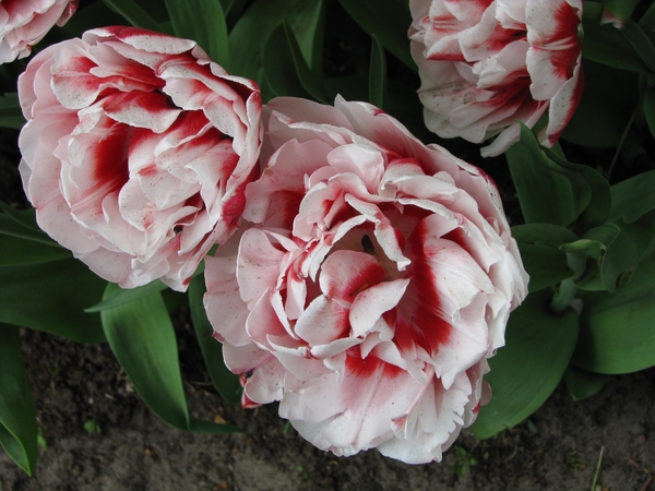 Keukenhof 23-04-2009 004