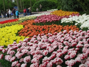 Keukenhof 23-04-2009 005