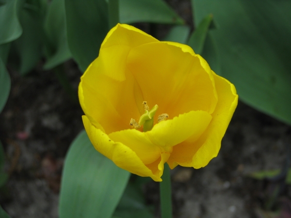 Keukenhof 23-04-2009 007