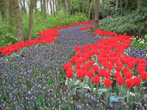 Keukenhof 23-04-2009 008