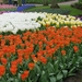 Keukenhof 23-04-2009 012