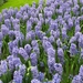 Keukenhof 23-04-2009 015