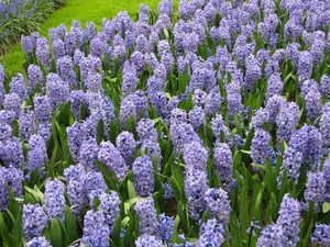 Keukenhof 23-04-2009 015