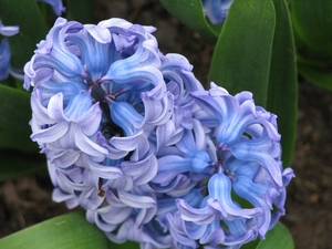 Keukenhof 23-04-2009 016