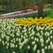 Keukenhof 23-04-2009 020