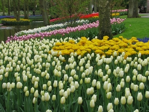 Keukenhof 23-04-2009 020