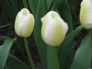 Keukenhof 23-04-2009 021