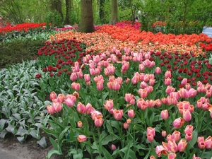 Keukenhof 23-04-2009 023