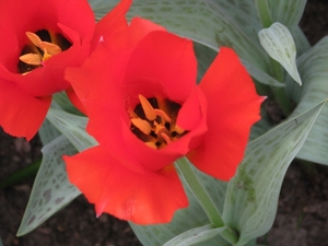 Keukenhof 23-04-2009 024