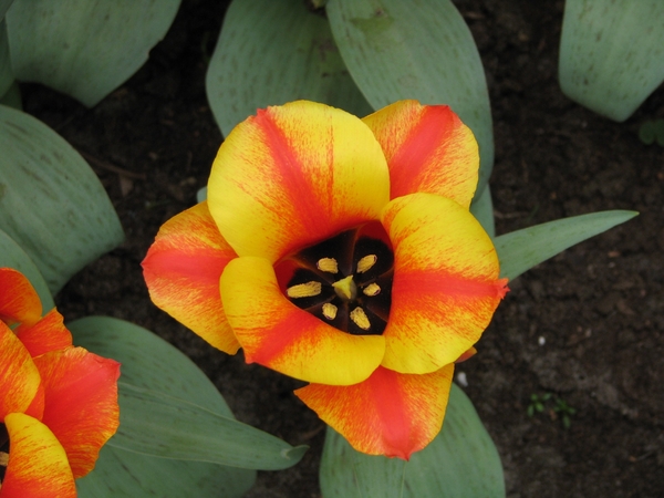 Keukenhof 23-04-2009 026