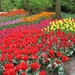 Keukenhof 23-04-2009 027