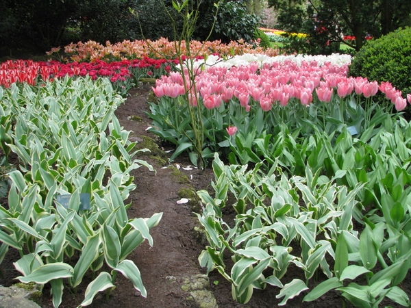 Keukenhof 23-04-2009 029