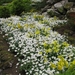 Keukenhof 23-04-2009 030