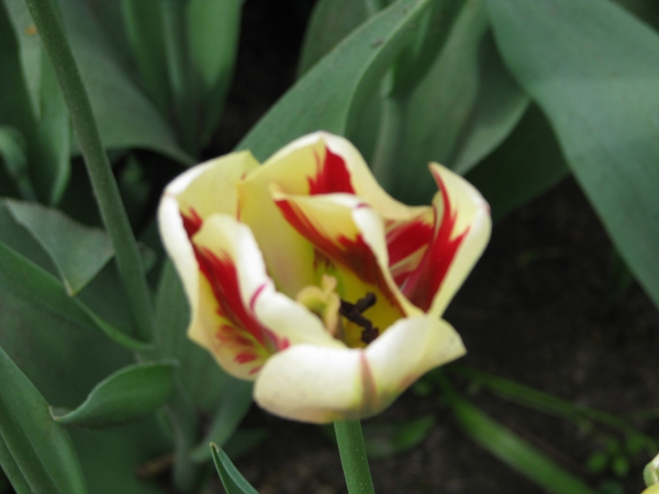 Keukenhof 23-04-2009 037