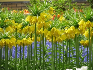 Keukenhof 23-04-2009 039