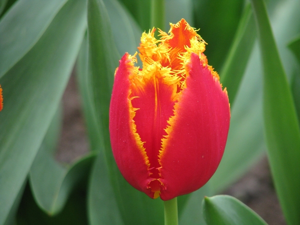 Keukenhof 23-04-2009 043