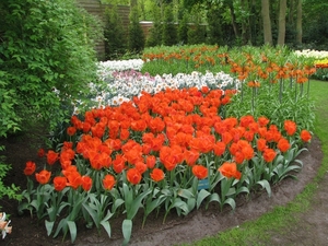 Keukenhof 23-04-2009 049