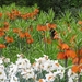 Keukenhof 23-04-2009 050