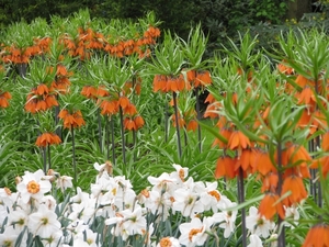 Keukenhof 23-04-2009 050