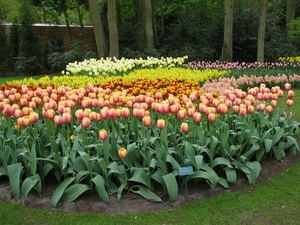 Keukenhof 23-04-2009 051