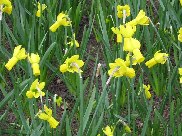 Keukenhof 23-04-2009 055