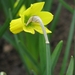 Keukenhof 23-04-2009 056