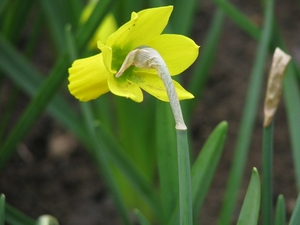 Keukenhof 23-04-2009 056