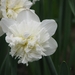 Keukenhof 23-04-2009 058