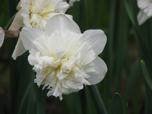 Keukenhof 23-04-2009 058