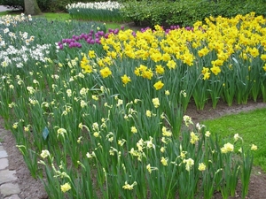 Keukenhof 23-04-2009 059