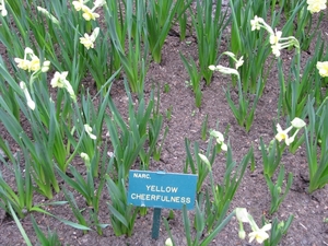 Keukenhof 23-04-2009 061