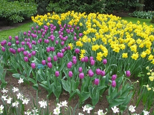 Keukenhof 23-04-2009 062