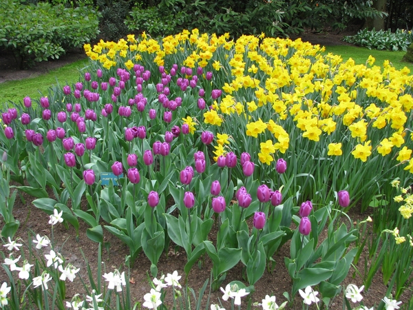 Keukenhof 23-04-2009 062