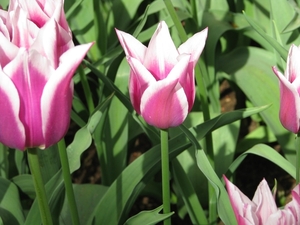 Keukenhof 23-04-2009 065