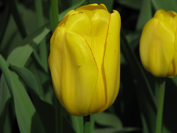 Keukenhof 23-04-2009 066