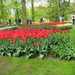 Keukenhof 23-04-2009 068