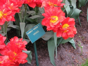 Keukenhof 23-04-2009 074