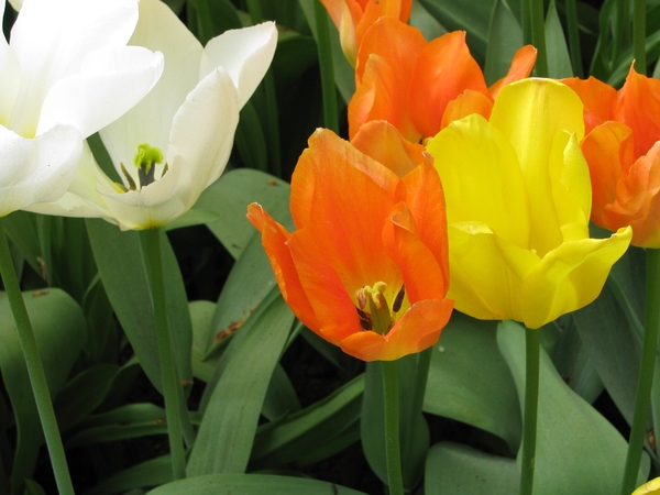 Keukenhof 23-04-2009 079