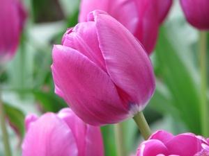 Keukenhof 23-04-2009 081