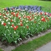 Keukenhof 23-04-2009 087