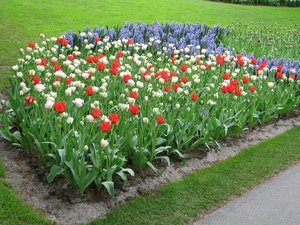 Keukenhof 23-04-2009 087