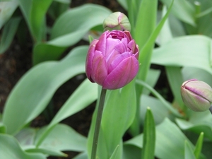 Keukenhof 23-04-2009 089