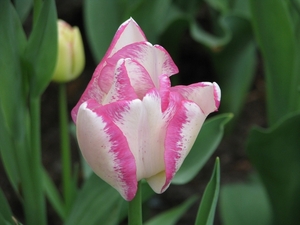 Keukenhof 23-04-2009 092